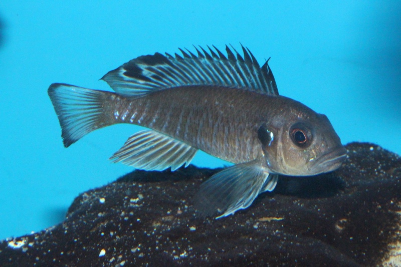 Triglachromis otostigma